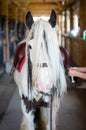 Gypsy horse with a moustache in the stable