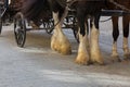 Gypsy Horse with white feather furs socks on the lower legs with Royalty Free Stock Photo