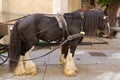 Gypsy Horse with white feather furs socks on the lower legs stan Royalty Free Stock Photo