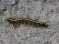 Eastern tent caterpillar