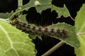 Gypsy Moth Caterpillar on a chewed up leaf Royalty Free Stock Photo