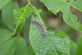 Gypsy moth caterpillar close-up. The caterpillar eats the foliage. Macro