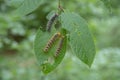Gypsy moth caterpillar close-up. Foliage-eating caterpillars. Macro