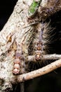 Gypsy Moth Caterpillar Cocoons