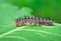 Gypsy moth caterpillar, crawling on young leaves Royalty Free Stock Photo