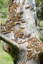 Gypsy moth caterpillar invasion hatching on tree