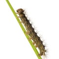 Gypsy moth caterpillar - Lymantria dispar