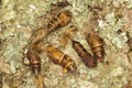 Gypsy moth cocoons on tree bark in Somers, Connecticut. Royalty Free Stock Photo