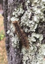 Gypsy Moth Larva