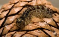 Gypsy Moth Larvae