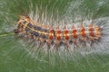 Gypsy moth / Lymantria dispar