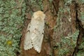 Spongy Moth - Lymantria dispar