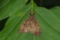 Spongy Moth - Lymantria dispar
