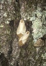 Gypsy Moths Laying Eggs