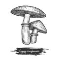 Gypsy mushroom sketch. Forest or wood shroom