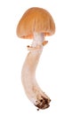 Gypsy mushroom on white