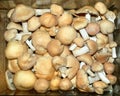Gypsy mushrooms (Cortinarius caperatus) in a box.