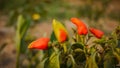 Gypsy Sweet Pepper Plants. Hungarian yellow wax sweet pepper (Capsicum annual). A healthy large pepper from the garden Royalty Free Stock Photo