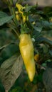 Gypsy Sweet Pepper Plants. Hungarian yellow wax sweet pepper (Capsicum annual). A healthy large pepper from the garden Royalty Free Stock Photo