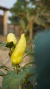 Gypsy sweet pepper plants. Hungarian yellow wax sweet pepper (Capsicum annual). A healthy large pepper from the garden Royalty Free Stock Photo