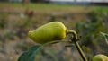 Gypsy sweet pepper plants. Hungarian yellow wax sweet pepper (Capsicum annual). A healthy large pepper from the garden Royalty Free Stock Photo