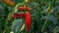 Gypsy Sweet Pepper Plants. Hungarian yellow wax sweet pepper (Capsicum annual). A healthy large pepper from the garden Royalty Free Stock Photo