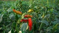 Gypsy Sweet Pepper Plants. Hungarian yellow wax sweet pepper (Capsicum annual). A healthy large pepper from the garden Royalty Free Stock Photo