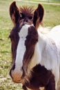 Gypsy Vanner foal