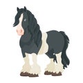 Gypsy Vanner horse. Flat vector clipart, illustration Royalty Free Stock Photo