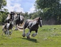 Gypsy Vanner horse herd Royalty Free Stock Photo