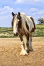 Gypsy Vanner Horse