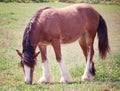 Gypsy Vanner Horse Royalty Free Stock Photo