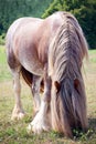 Gypsy Vanner Horse