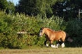 Gypsy Vanner Horse stallion galloping in evening forest Royalty Free Stock Photo