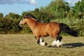 Gypsy Vanner Horse stallion galloping in evening forest Royalty Free Stock Photo