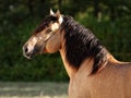 Gypsy Vanner Horse stallion portrait Royalty Free Stock Photo