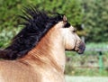 Gypsy Vanner Horse stallion portrait Royalty Free Stock Photo