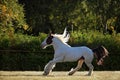 Gypsy Vanner Horse stallion runs gallop across meadow