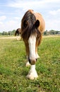 Gypsy Vanner Horse