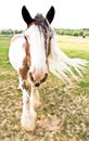 Gypsy Vanner Horse