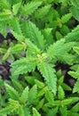 Gypsywort (Lycopus europaeus)