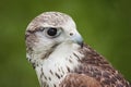 Gyr Falcon