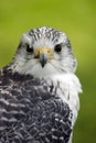 Gyr x Saker Falcon Royalty Free Stock Photo