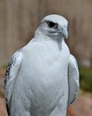 Gyrfalcon