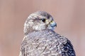 Gyrfalcon.