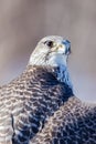 Gyrfalcon.