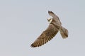 Gyrfalcon caught in flight looking at the camera