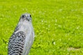 Gyrfalcon Royalty Free Stock Photo