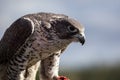 Gyrfalcon esting