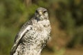 Gyrfalcon (falco rusticolus) Royalty Free Stock Photo